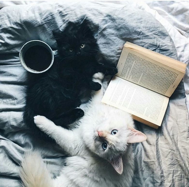 Книжные котики