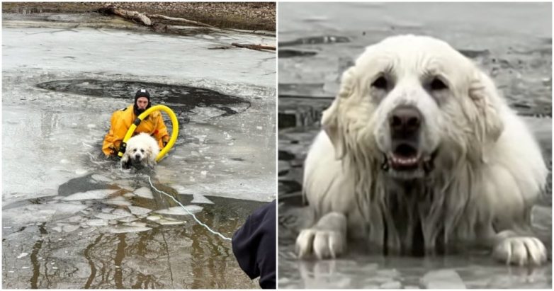 Собака провалилась под лед