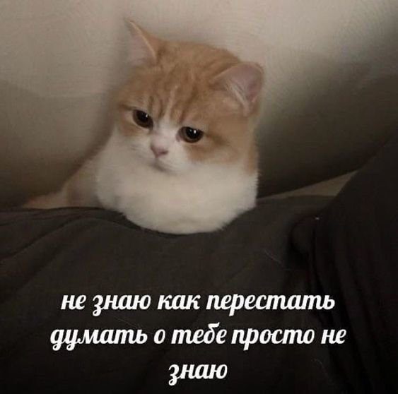 Приколы с котами