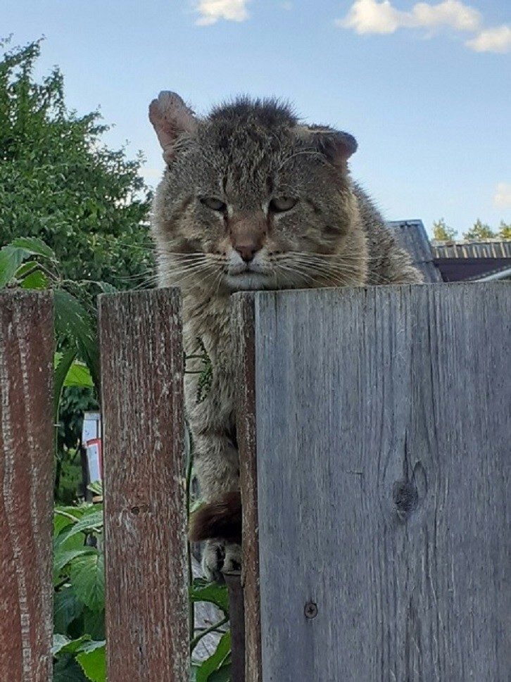 Доброе утро от котят