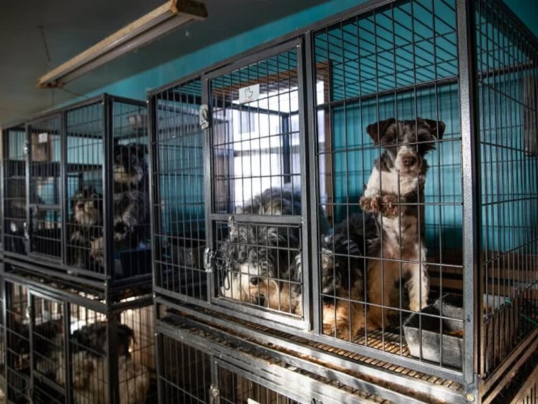 150 собак было спасено полицейскими из рук безжалостных заводчиков