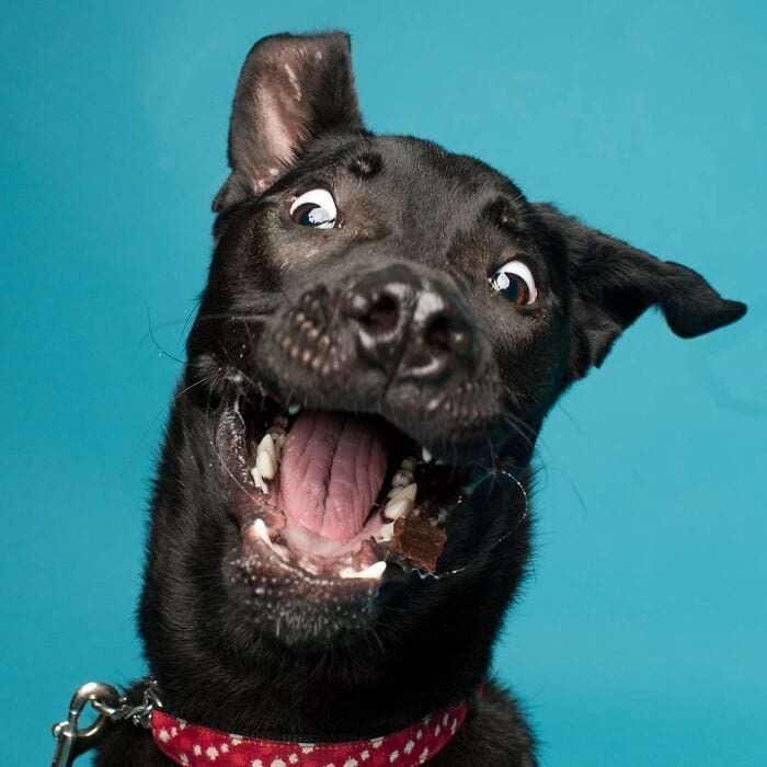 Фотографии собак, которые рассмешили всех