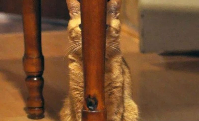 Коты, которые освоили боевое искусство ниндзюцу