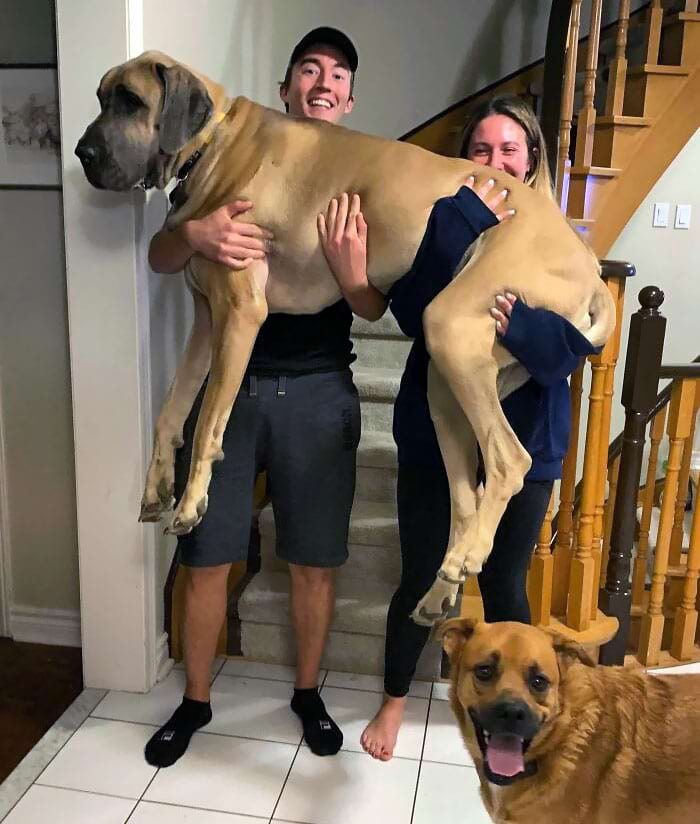 Собаки-гиганты