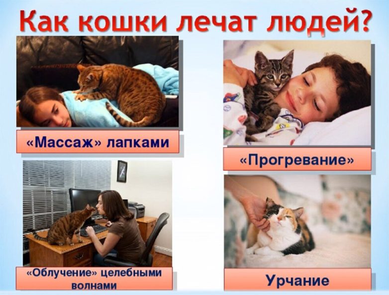 Правда ли, что кошки лечат людей