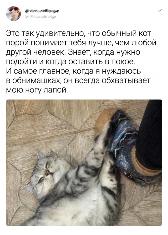 Интересные твиты про котиков