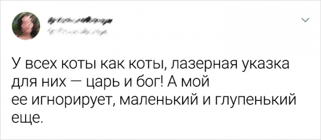 Интересные твиты про котиков