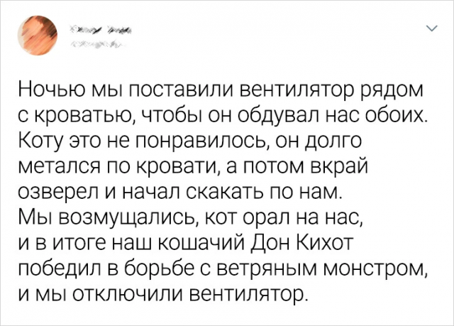 Интересные твиты про котиков