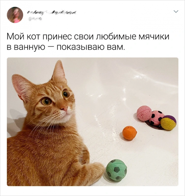 Интересные твиты про котиков