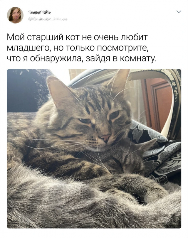 Интересные твиты про котиков