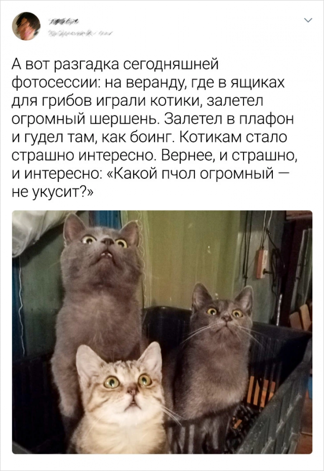 Интересные твиты про котиков