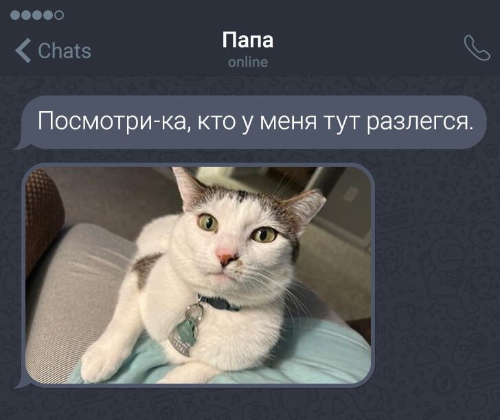 Коты обаяли даже  суровых людей