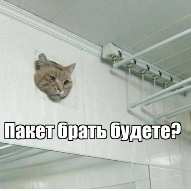 Мемный котик