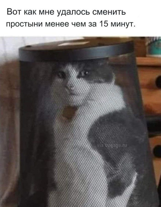 Мемы с кошками