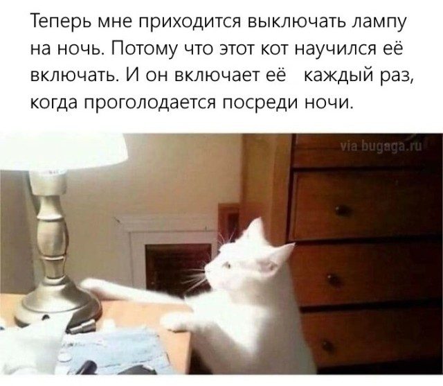 Мемы с кошками