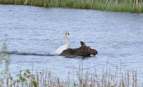 Забавные фотографии диких и домашних животных. Улыбка на лице и в сердце