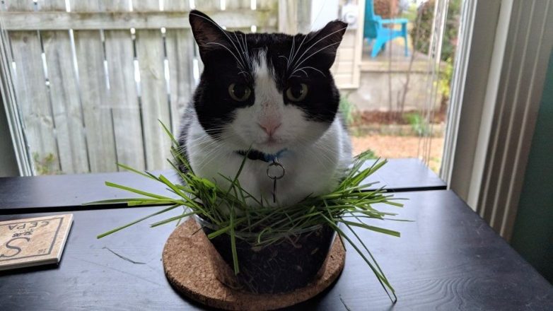 Снимки, доказывающие, что коты — цветы жизни, которые не нужно поливать