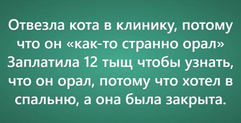 Очень нелепые причинах поездки к ветеринару