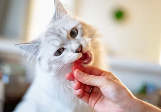 В каких случаях допускается совмещать кормление кошки сухим кормом и домашней едой?