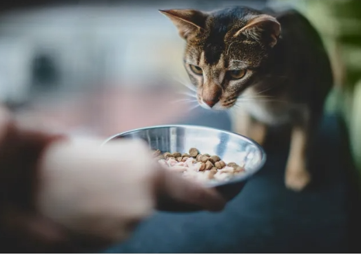 В каких случаях допускается совмещать кормление кошки сухим кормом и домашней едой?