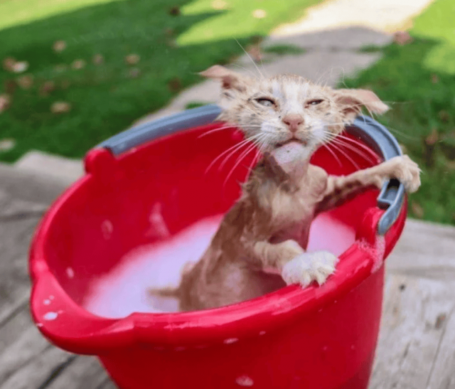 Коты, которые не очень хорошо относятся к водным процедурам