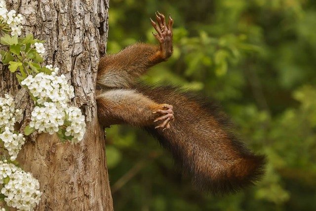 Забавные финалисты конкурса Nikon Comedy Wildlife Photography Awards 2024