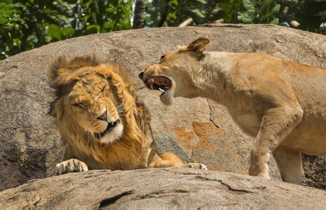 Забавные финалисты конкурса Nikon Comedy Wildlife Photography Awards 2024