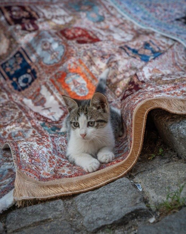 Городские котики