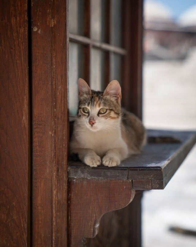 Городские котики