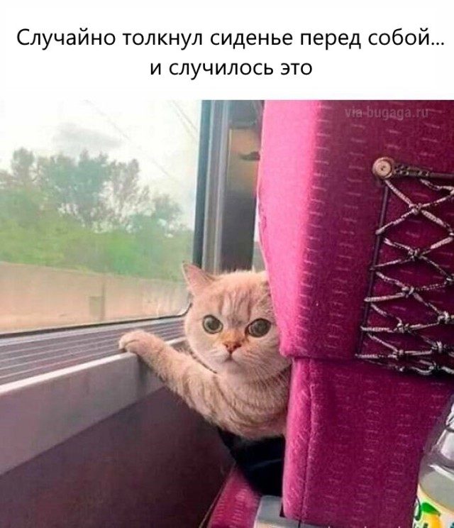 Мемы для  любителей кошек