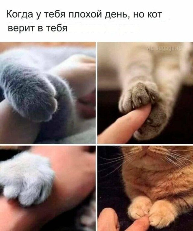 Мемы для  любителей кошек