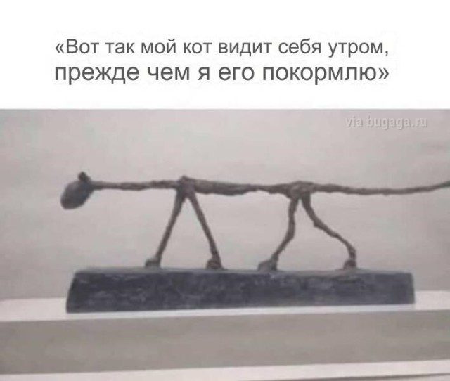 Мемы для  любителей кошек