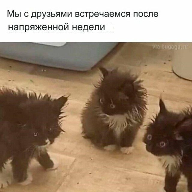 Мемы для  любителей кошек