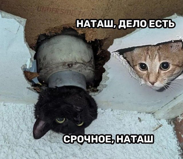 Кошка, которая застряла в водосточной трубе, стала мемом