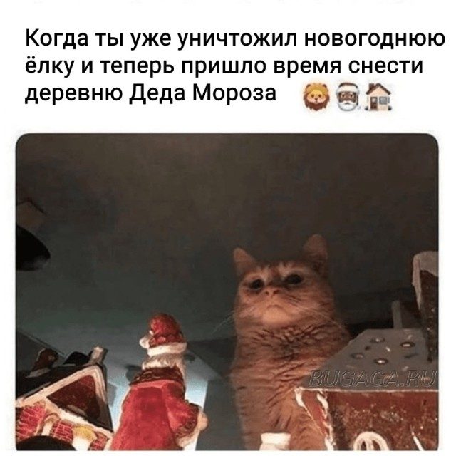 Новогодние мемы с котиками