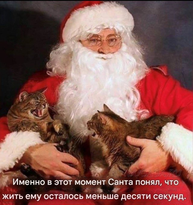 Новогодние мемы с котиками