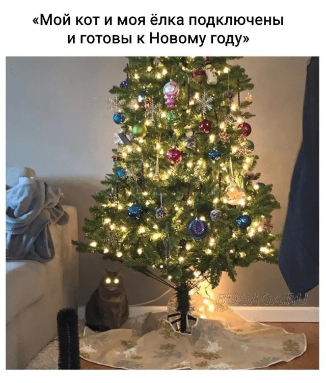 Новогодние мемы с котиками