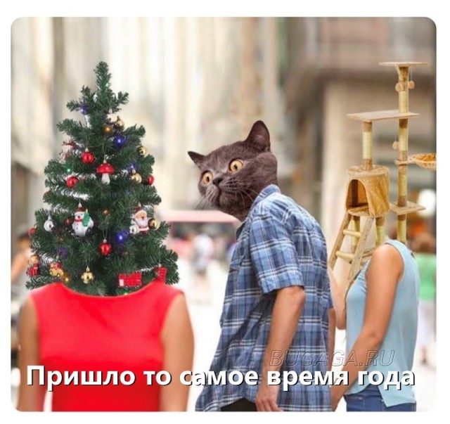 Новогодние мемы с котиками