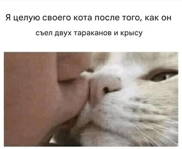 Веселые картинки и мемы с кошками