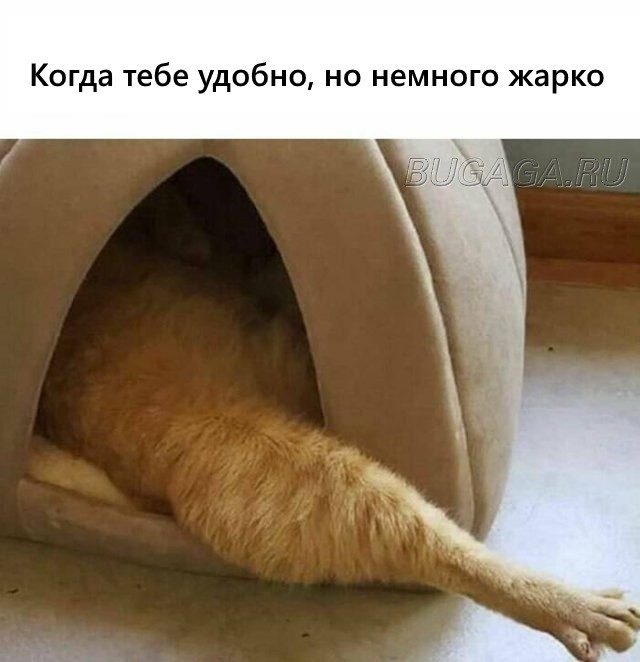 КОТОмемы