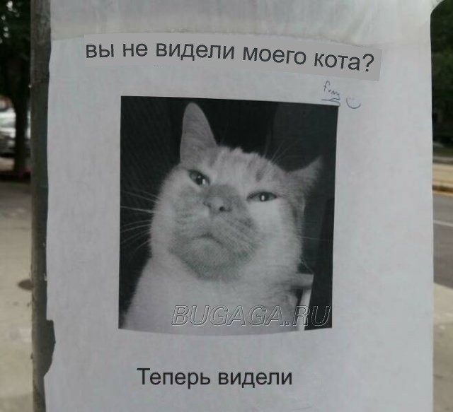 КОТОмемы