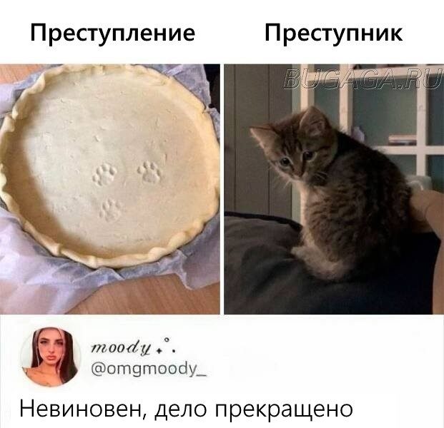 КОТОмемы