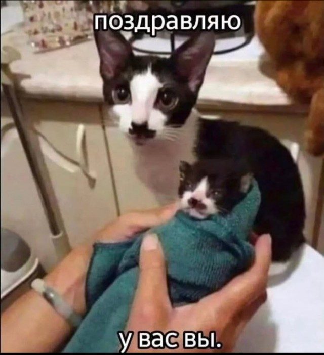 Забавные котоМЕМЫ