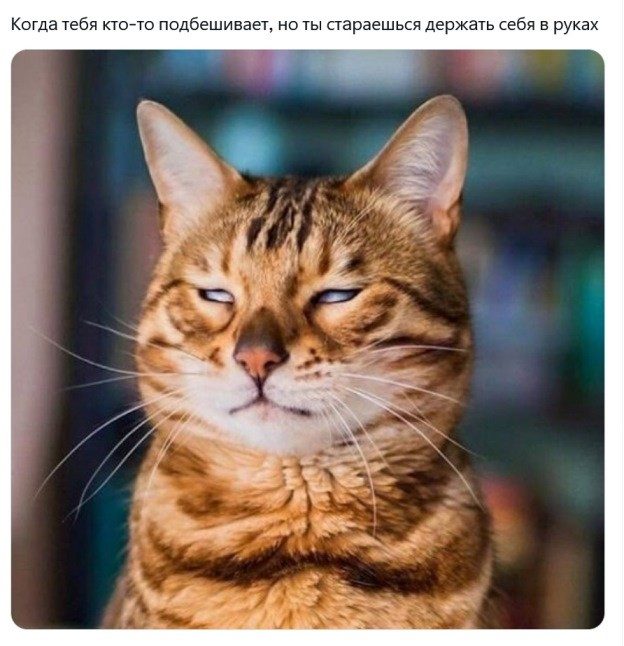 Забавные котоМЕМЫ