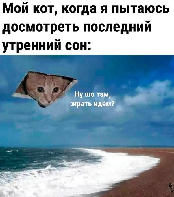 Забавные котоМЕМЫ