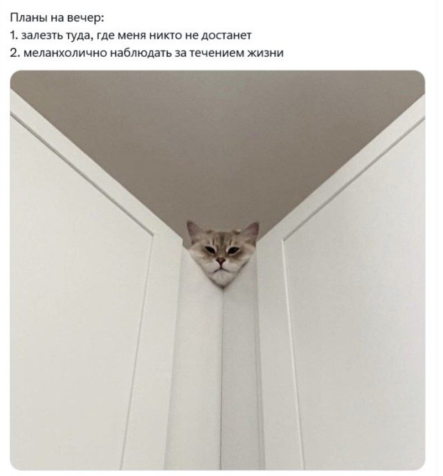 КотоМЕМЫ