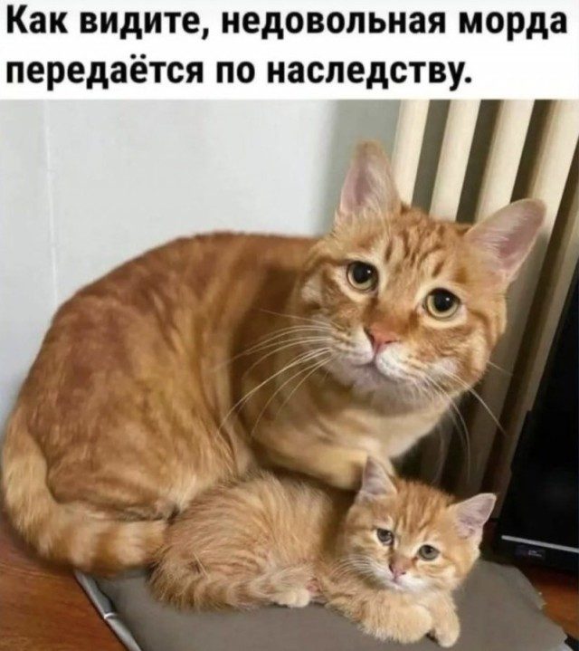 КотоМЕМЫ