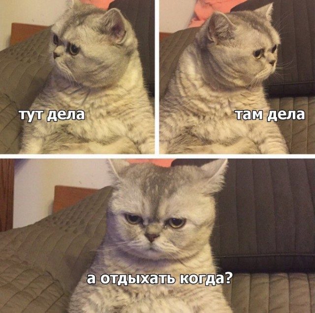 КотоМЕМЫ