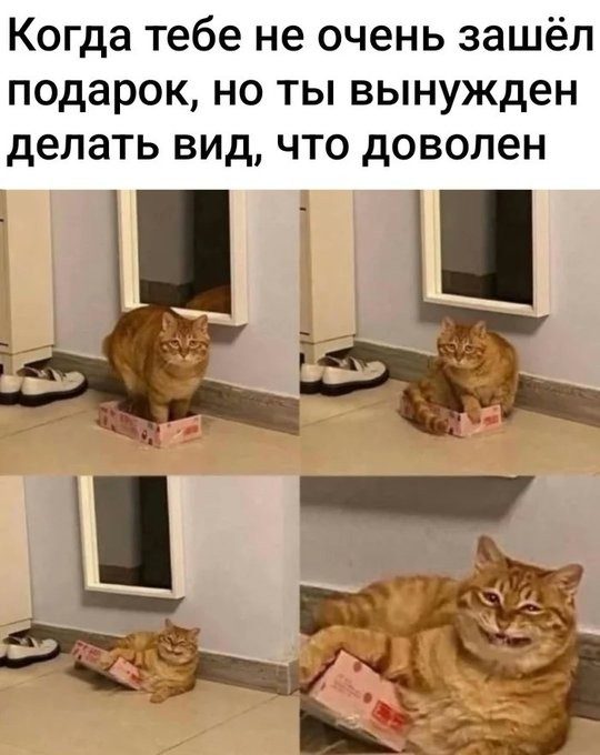 КотоМЕМЫ