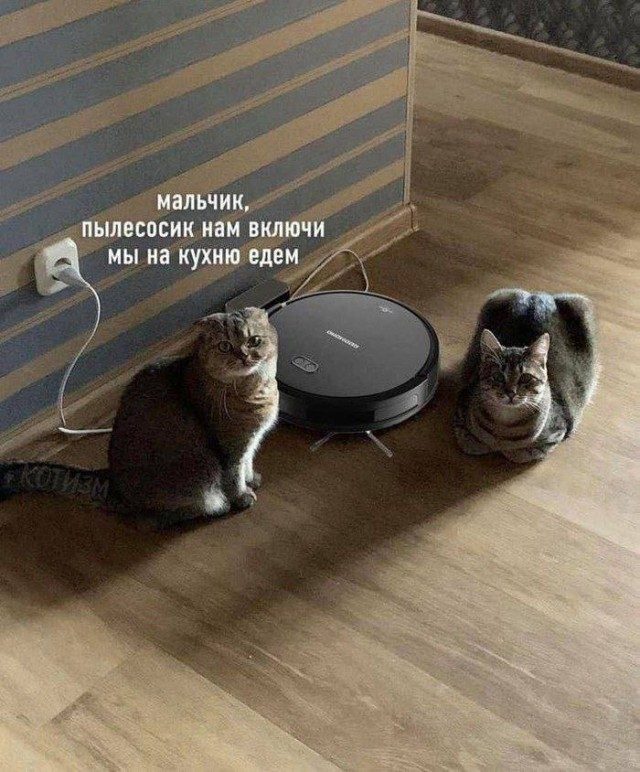 КотоМЕМЫ